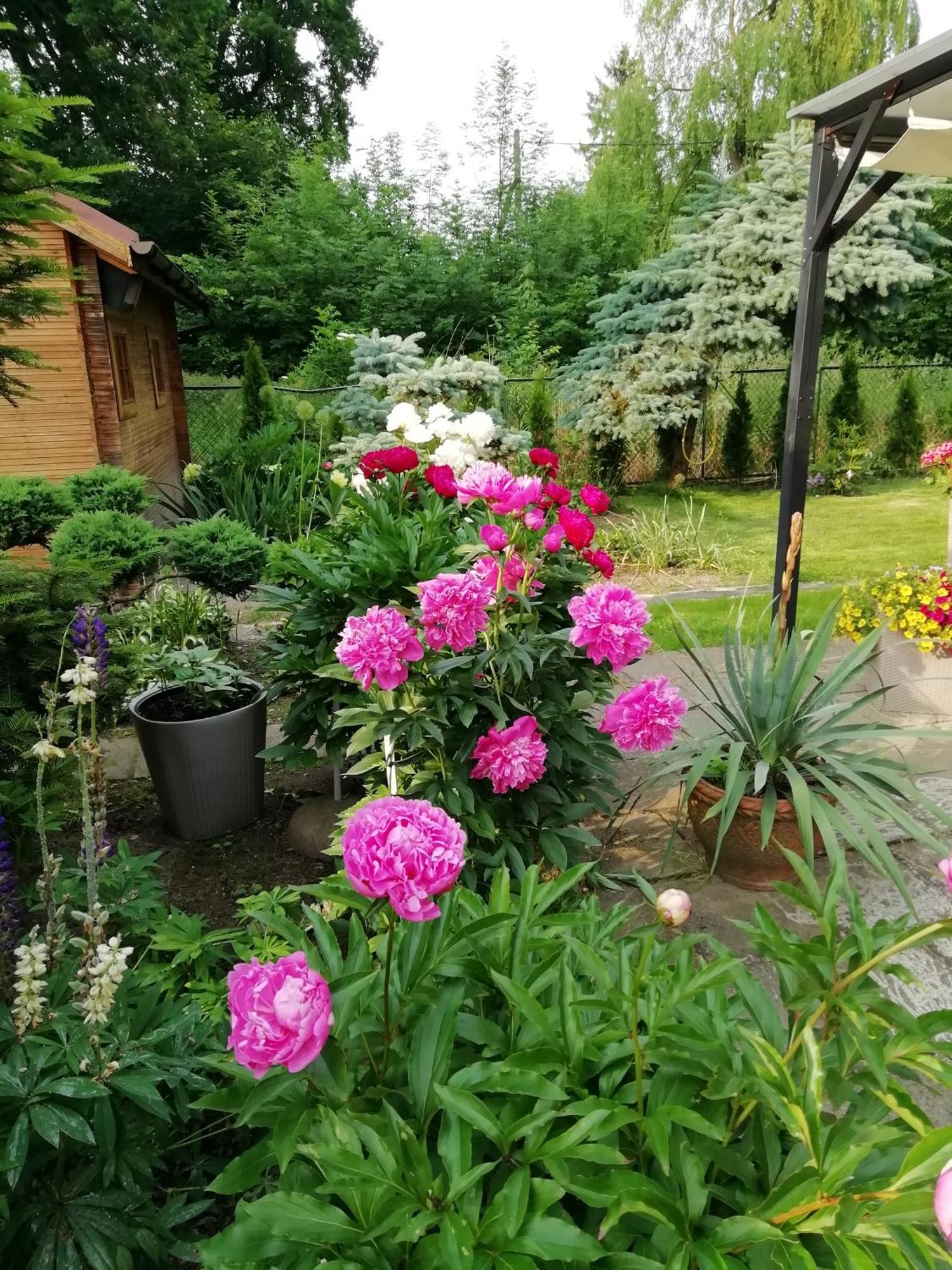 Apartament Wlodek Jelenia Góra Extérieur photo